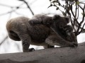 1027-1437 Koalas (1050826)